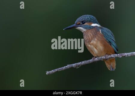 Eisvogel Alcedo atthis Von einer Sitzwarte aus beobachtet ein Eisvogelmännchen die Wasseroberfläche und lauert auf Beute., Ambra Toscana Italien *** Kingfisher Alcedo atthis Un maschio kingfisher osserva la superficie dell'acqua da un apice e si nasconde in agguato per la preda , Ambra Toscana Italia Foto Stock