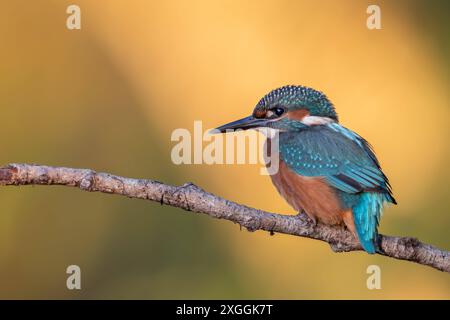 Eisvogel Alcedo atthis Von einer Sitzwarte aus beobachtet ein Eisvogelmännchen die Umgebung., Ambra Toscana Italien **** Kingfisher Alcedo atthis A male kingfisher osserva i dintorni da un podere, Ambra Toscana Italia Foto Stock