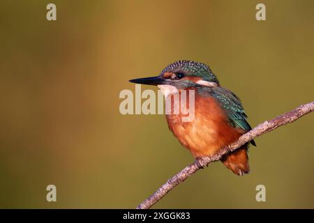 Eisvogel Alcedo atthis Von einer Sitzwarte aus beobachtet ein Eisvogelmännchen die Umgebung, Ambra Toscana Italien **** Kingfisher Alcedo atthis Un kingfisher maschio osserva i dintorni da un persico, Ambra Toscana Italia Foto Stock