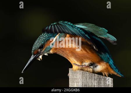 Eisvogel Alcedo atthis Von einer Sitzwarte aus beobachtet ein Eisvogelmännchen die Wasseroberfläche und lauert auf Beute., Ambra Toscana Italien *** Kingfisher Alcedo atthis Un maschio kingfisher osserva la superficie dell'acqua da un apice e si nasconde in agguato per la preda , Ambra Toscana Italia Foto Stock