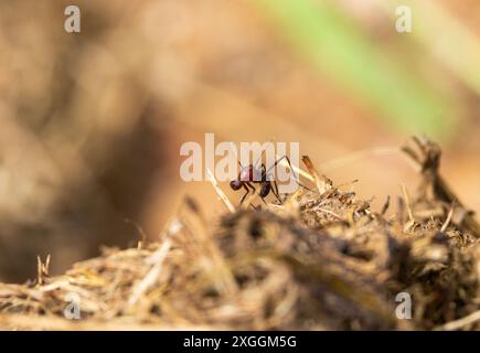 Le mosche Black Scavenger si trovano spesso intorno allo sterco in boschi umidi sub-tropicali. Sono formiche, a gambe lunghe e in piedi con una postura striata Foto Stock