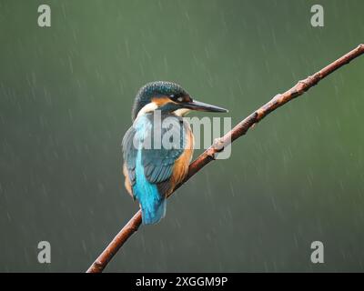 Uno degli uccelli britannici più colorati, il kingfisher, che include blu, arancio e bianco. Foto Stock