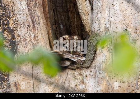 Tawny Owl sedeva su un nido in un albero morto, Contea di Durham, Inghilterra, Regno Unito. Foto Stock