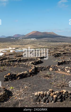 Suolo vulcanico scuro in inverno. Buchi nel terreno con le piante di vite, circondati da un muro di pietra. La Florida, Lanzarote, Isole Canarie, Spagna. Foto Stock