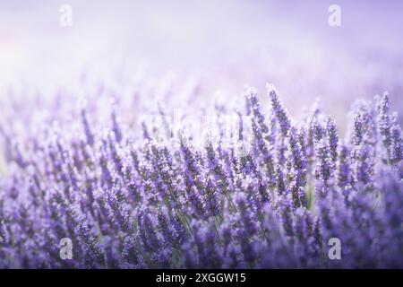 Fiori di lavanda che fioriscono con una bella luce. Primo piano con luce soffusa e spazio vuoto. Plateau de Valensole, regione della Provenza, Francia Foto Stock