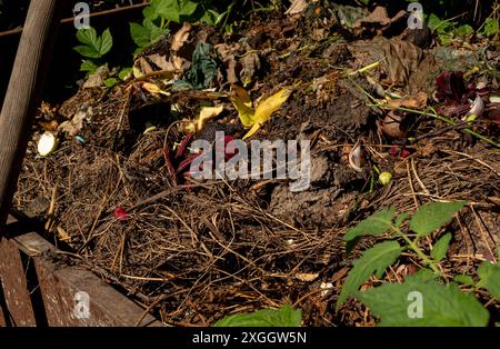 Foto di un cumulo di compost contenente vari materiali organici in varie fasi di decomposizione. Concetto di agricoltura biologica Foto Stock