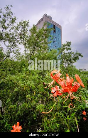 Natura urbana: I fiori di giglio tigre incorniciano un moderno edificio in vetro, lussureggiante vegetazione in contrasto con l'architettura della città. Foto Stock