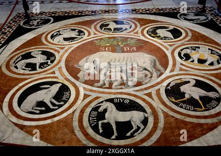 Cattedrale di Siena in Toscana, Italia. Pavimento a mosaico raffigurante la leggenda di Aschius e Senius - la lupa senese con emblemi di 12 citie confederate Foto Stock