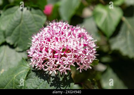 Il Clerodendrum bungei, comunemente noto come bower gloria di rose, fiore di gloria o ortensie messicane, è una specie di pianta in fiore della famiglia delle ortiche letali, L Foto Stock