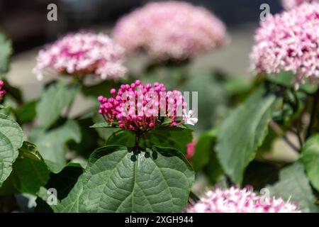 Il Clerodendrum bungei, comunemente noto come bower gloria di rose, fiore di gloria o ortensie messicane, è una specie di pianta in fiore della famiglia delle ortiche letali, L Foto Stock