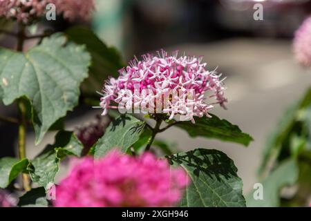 Il Clerodendrum bungei, comunemente noto come bower gloria di rose, fiore di gloria o ortensie messicane, è una specie di pianta in fiore della famiglia delle ortiche letali, L Foto Stock