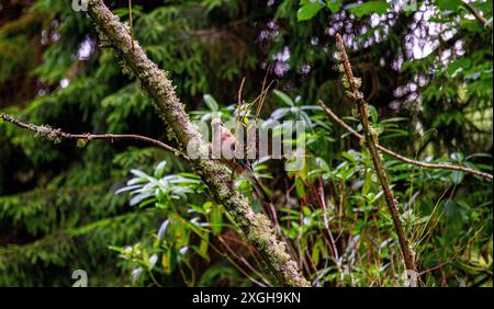 Dundee, Tayside, Scozia, Regno Unito. 9 luglio 2024. Fauna selvatica del Regno Unito: La foto di un uccello eurasiatico jay arroccato in alto in un albero fornisce una scena squisita mentre posa per la macchina fotografica a Caird Park, Dundee, Scozia. Crediti: Dundee Photographics/Alamy Live News Foto Stock