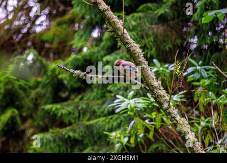 Dundee, Tayside, Scozia, Regno Unito. 9 luglio 2024. Fauna selvatica del Regno Unito: La foto di un uccello eurasiatico jay arroccato in alto in un albero fornisce una scena squisita mentre posa per la macchina fotografica a Caird Park, Dundee, Scozia. Crediti: Dundee Photographics/Alamy Live News Foto Stock