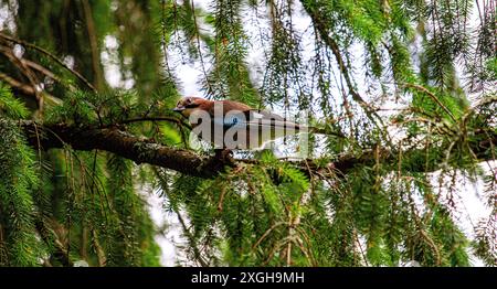 Dundee, Tayside, Scozia, Regno Unito. 9 luglio 2024. Fauna selvatica del Regno Unito: La foto di un uccello eurasiatico jay arroccato in alto in un albero fornisce una scena squisita mentre posa per la macchina fotografica a Caird Park, Dundee, Scozia. Crediti: Dundee Photographics/Alamy Live News Foto Stock