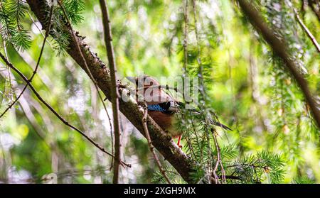 Dundee, Tayside, Scozia, Regno Unito. 9 luglio 2024. Fauna selvatica del Regno Unito: La foto di un uccello eurasiatico jay arroccato in alto in un albero fornisce una scena squisita mentre posa per la macchina fotografica a Caird Park, Dundee, Scozia. Crediti: Dundee Photographics/Alamy Live News Foto Stock