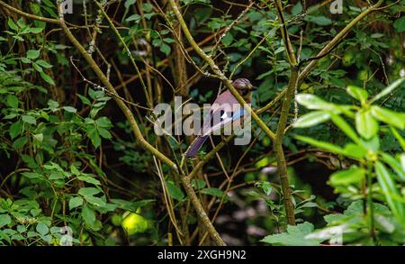 Dundee, Tayside, Scozia, Regno Unito. 9 luglio 2024. Fauna selvatica del Regno Unito: La foto di un uccello eurasiatico jay arroccato in alto in un albero fornisce una scena squisita mentre posa per la macchina fotografica a Caird Park, Dundee, Scozia. Crediti: Dundee Photographics/Alamy Live News Foto Stock