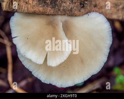 Macrofotografia di un paio di funghi conchomyces bursiformis che crescono in legno umido. Catturato sulle montagne andine della Colombia centrale. Foto Stock