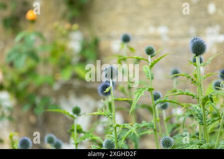 Giardino di campagna inglese al castello di Chiddingstone, Kent Foto Stock