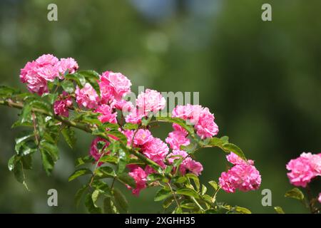 Rose rosa lungo tutto lo stelo Foto Stock