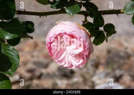 Rose Pierre de Ronsard, Eden Foto Stock