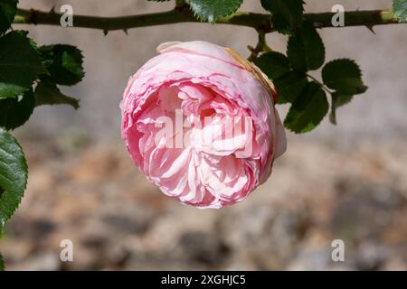 Rose Pierre de Ronsard, Eden Foto Stock