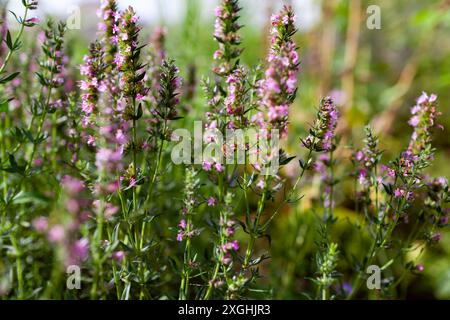 Issopo rosa o hyssopus officinalis che fioriscono nel giardino estivo. Piccoli fiori attraggono le api in fattoria. Primo piano di una plnat medicinale Foto Stock