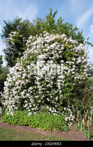 Paul's Himalayan Musk rose rambler Foto Stock