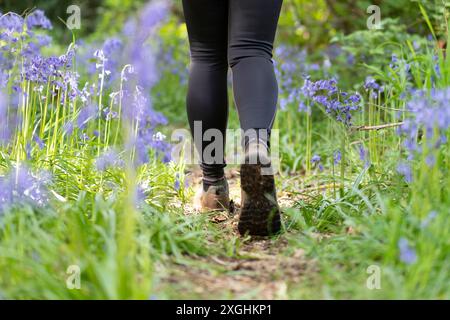 Vista posteriore ravvicinata dei piedi e della parte inferiore delle gambe di una donna (in leggi neri stretti) che camminano attraverso un legno di campanello del Regno Unito. Foto Stock