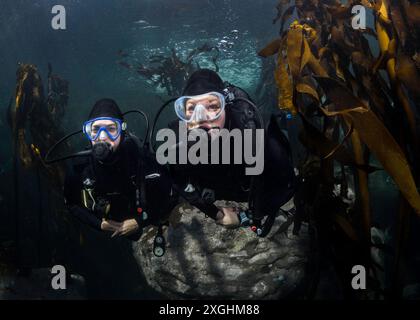 Due donne subacquee nuotano insieme nella foresta di alghe Foto Stock