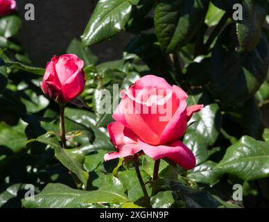 Rosa Henri Dutilleux Foto Stock