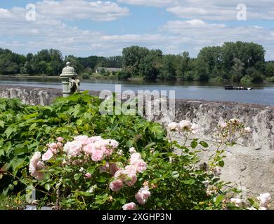 Roseto Henri Dutilleux a Candes St Martin Foto Stock