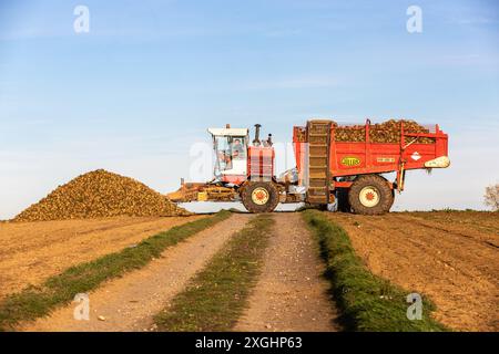 La mietitrice di barbabietole da zucchero si prepara a scaricare il raccolto. Foto Stock