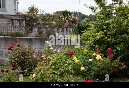 Roseto Henri Dutilleux a Candes St Martin Foto Stock