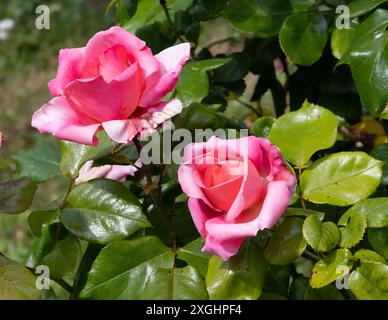 Rosa Henri Dutilleux Foto Stock