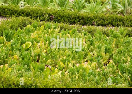 Spinaci che crescono nell'orto decorativo di Château de Villandry Foto Stock