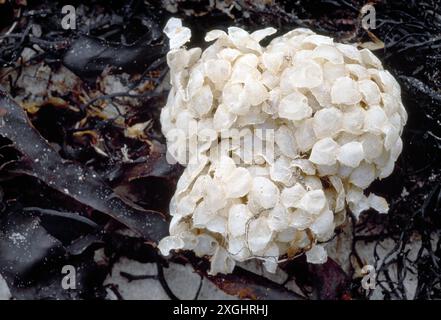 Comuni ovuli Whelk (Buccinum undatum) lavati sulla riva del mare, Northumberland, Inghilterra, ottobre Foto Stock