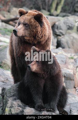 Orso bruno europeo (Ursus arctos arctos) femmina in cattività con cucciolo cresciuto nel recinto dello zoo di Edimburgo, RZSS, Royal Zoological Society of Scotland Foto Stock