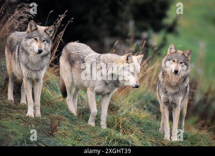 Lupo europeo (Canis lupus lupus) in cattività al Highland Wildlife Park, Royal Zoological Society of Scotland, Speyside, Cairngorm National Park Foto Stock