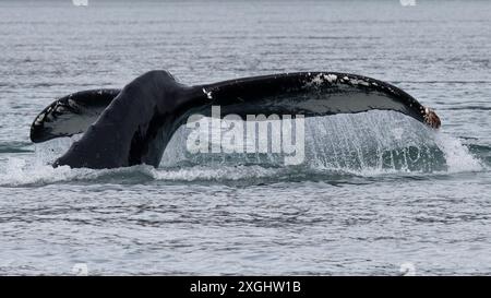 la pinna della coda di balena megattera mentre l'acqua cade in cascata in Alaska USA Foto Stock