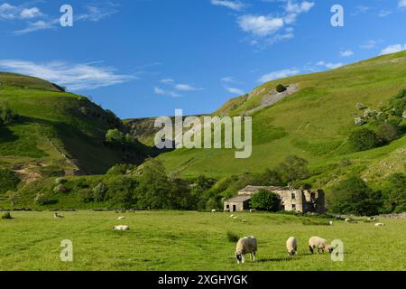 Pittoresca Swaledale (rovina di case in pietra, stretta valle tributaria, pascolo di pecore, pascoli agricoli, cielo blu) - nr Muker, Yorkshire Dales, Inghilterra Regno Unito. Foto Stock