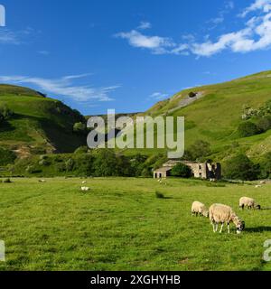 Pittoresca Swaledale (rovina di case in pietra, stretta valle tributaria, pascolo di pecore, pascoli agricoli, cielo blu) - nr Muker, Yorkshire Dales, Inghilterra Regno Unito. Foto Stock