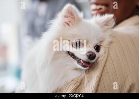Primo piano di cane bianco della pomerania con un piccolo muso carino sulle mani della sua proprietaria dopo un esame fisico in clinica veterinaria, concentrarsi sui cani occhi tristi, copiare spazio Foto Stock