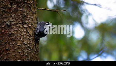 Picchio Picoides tridactylus su un albero in cerca di cibo al tramonto e all'alba. La foto migliore. Foto Stock