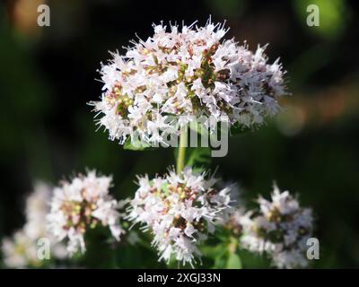 Origano, marjoram selvatico, Origan, Origanum vulgare, szurokfű, Ungheria, Magyarország, Europa Foto Stock