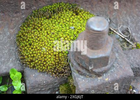 Lavori di costruzione, materiali da costruzione e riparazione su rotaia. Vecchi binari ferroviari in metallo arrugginiti con molto muschio verde. Foto Stock