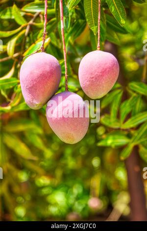 frutti di mango pronti per la raccolta nel frutteto appeso sull'albero in una giornata di sole Foto Stock