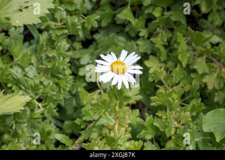 Fiori bianchi in un campo prato su uno sfondo di foglie verdi Foto Stock