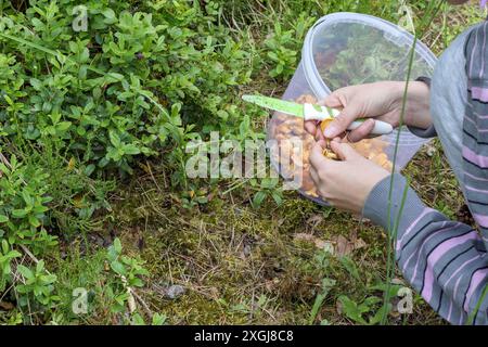 una persona che raccoglie funghi nella foresta Foto Stock