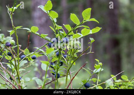 mirtilli selvatici blu su un cespuglio verde Foto Stock