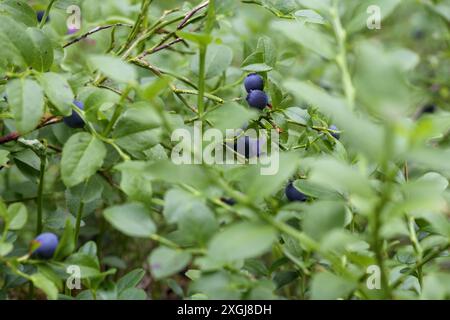 mirtilli selvatici blu su un cespuglio verde Foto Stock